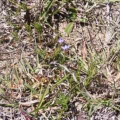 Veronica gracilis at Amaroo, ACT - 28 Oct 2019