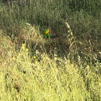 Polytelis swainsonii (Superb Parrot) at Curtin, ACT - 26 Oct 2019 by MichaelMulvaney