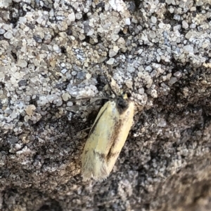 Philobota undescribed species near arabella at Aranda, ACT - 29 Oct 2019 09:18 AM