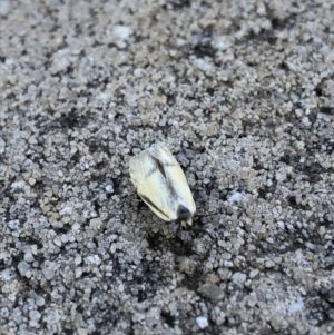 Philobota undescribed species near arabella at Aranda, ACT - 29 Oct 2019 09:18 AM