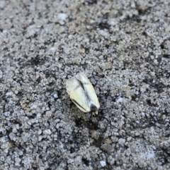 Philobota undescribed species near arabella at Aranda, ACT - 29 Oct 2019