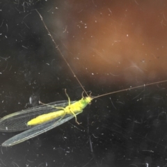 Mallada signatus (Green Lacewing) at Ainslie, ACT - 13 Sep 2019 by jbromilow50