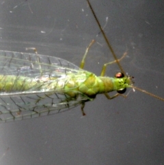 Mallada signatus at Ainslie, ACT - 13 Sep 2019 09:24 PM