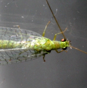 Mallada signatus at Ainslie, ACT - 13 Sep 2019 09:24 PM