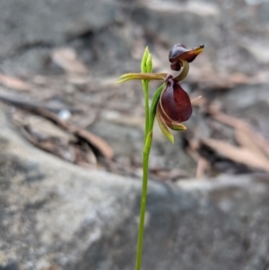 Caleana major at Morton National Park - suppressed