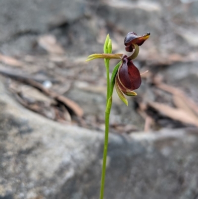 Caleana major (Large Duck Orchid) at Wingecarribee Local Government Area - 27 Oct 2019 by Margot