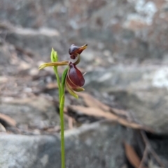 Caleana major at Morton National Park - 27 Oct 2019