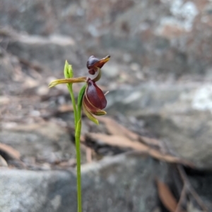 Caleana major at Morton National Park - 27 Oct 2019