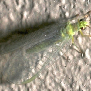 Mallada signatus at Ainslie, ACT - 13 Sep 2019 09:29 PM