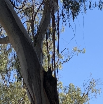 Callocephalon fimbriatum (Gang-gang Cockatoo) at Australian National University - 28 Oct 2019 by Benledieu