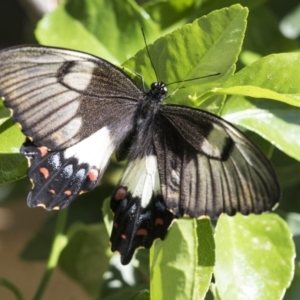 Papilio aegeus at Higgins, ACT - 29 Oct 2019