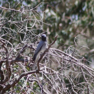 Coracina novaehollandiae (Black-faced Cuckooshrike) at Red Hill Nature Reserve - 29 Oct 2019 by LisaH