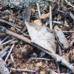 Taxeotis intextata (Looper Moth, Grey Taxeotis) at Red Hill to Yarralumla Creek - 29 Oct 2019 by LisaH