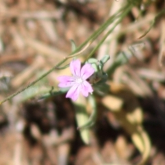 Petrorhagia sp. at Red Hill, ACT - 29 Oct 2019 by LisaH