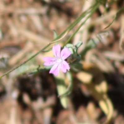 Petrorhagia sp. at Red Hill Nature Reserve - 29 Oct 2019 by LisaH