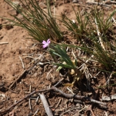 Petrorhagia sp. at Red Hill, ACT - 29 Oct 2019 01:23 PM