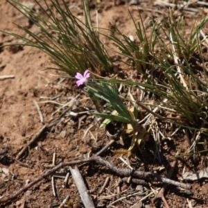 Petrorhagia sp. at Red Hill, ACT - 29 Oct 2019 01:23 PM