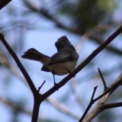 Myiagra rubecula (Leaden Flycatcher) at Red Hill Nature Reserve - 29 Oct 2019 by LisaH