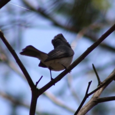 Myiagra rubecula (Leaden Flycatcher) at Deakin, ACT - 29 Oct 2019 by LisaH