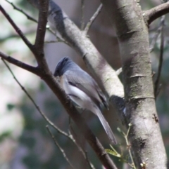 Myiagra rubecula at Deakin, ACT - 29 Oct 2019