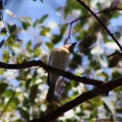 Myiagra rubecula at Deakin, ACT - 29 Oct 2019