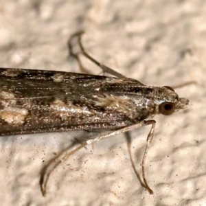 Nomophila corticalis at Ainslie, ACT - 18 Sep 2019 09:45 PM