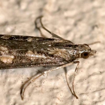 Nomophila corticalis (A Snout Moth) at Ainslie, ACT - 18 Sep 2019 by jbromilow50