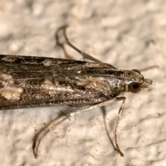 Nomophila corticalis (A Snout Moth) at Ainslie, ACT - 18 Sep 2019 by jbromilow50