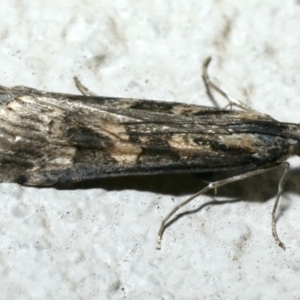 Nomophila corticalis at Ainslie, ACT - 18 Sep 2019 09:45 PM