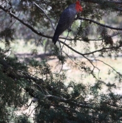 Callocephalon fimbriatum at Hughes, ACT - suppressed