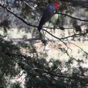 Callocephalon fimbriatum at Hughes, ACT - suppressed