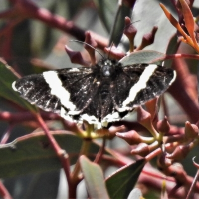 Eutrichopidia latinus (Yellow-banded Day-moth) at Lower Cotter Catchment - 28 Oct 2019 by JohnBundock