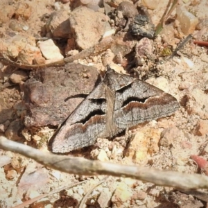 Dichromodes atrosignata at Coree, ACT - 29 Oct 2019