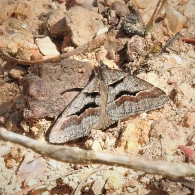 Dichromodes atrosignata (Black-signed Heath Moth ) at Coree, ACT - 28 Oct 2019 by JohnBundock