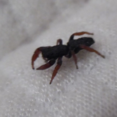 Holoplatys invenusta (Jumping spider) at Flynn, ACT - 29 Oct 2019 by Christine