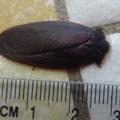 Laxta granicollis at Flynn, ACT - 29 Oct 2019 10:37 AM