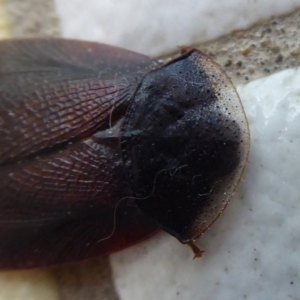 Laxta granicollis at Flynn, ACT - 29 Oct 2019 10:37 AM