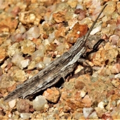Coryphistes ruricola (Bark-mimicking Grasshopper) at Coree, ACT - 29 Oct 2019 by JohnBundock