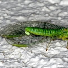 Mallada signatus (Green Lacewing) at Ainslie, ACT - 21 Sep 2019 by jb2602