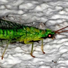 Mallada signatus at Ainslie, ACT - 21 Sep 2019 09:45 PM