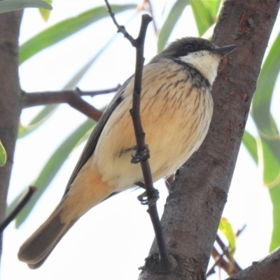 Pachycephala rufiventris (Rufous Whistler) at Coree, ACT - 29 Oct 2019 by JohnBundock