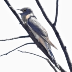 Cacomantis flabelliformis (Fan-tailed Cuckoo) at Coree, ACT - 29 Oct 2019 by JohnBundock