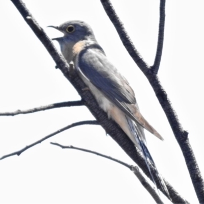 Cacomantis flabelliformis (Fan-tailed Cuckoo) at Coree, ACT - 29 Oct 2019 by JohnBundock
