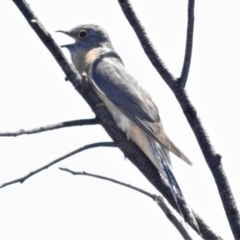 Cacomantis flabelliformis (Fan-tailed Cuckoo) at Coree, ACT - 28 Oct 2019 by JohnBundock