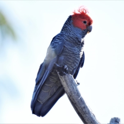 Callocephalon fimbriatum (Gang-gang Cockatoo) at Uriarra Village, ACT - 29 Oct 2019 by JohnBundock