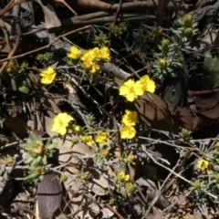 Hibbertia stricta (A Guinea-flower) at Theodore, ACT - 29 Oct 2019 by Owen