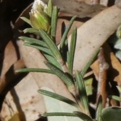 Hibbertia stricta at Theodore, ACT - 29 Oct 2019 01:18 PM