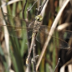 Anax papuensis (Australian Emperor) at Coree, ACT - 28 Oct 2019 by JohnBundock