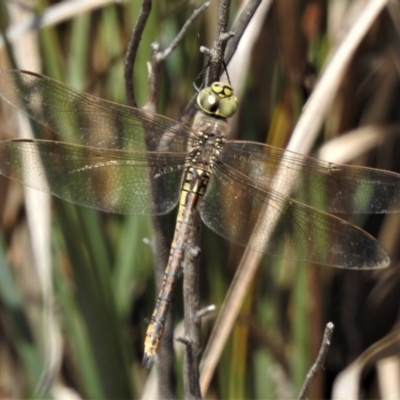 Anax papuensis (Australian Emperor) at Coree, ACT - 29 Oct 2019 by JohnBundock