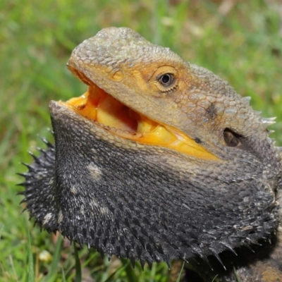 Pogona barbata (Eastern Bearded Dragon) at ANBG - 24 Oct 2019 by TimL